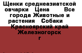 Щенки среднеазиатской овчарки › Цена ­ 1 - Все города Животные и растения » Собаки   . Красноярский край,Железногорск г.